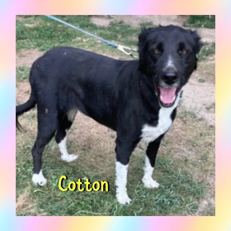 Cotton thumbnail 3
