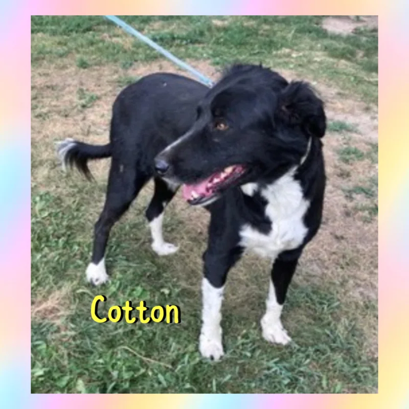 Cotton thumbnail 4