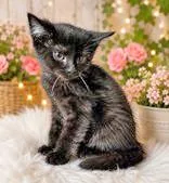A baby medium-sized female Black Domestic Medium Hair cat named Maeve for adoption in Portsmouth, OH