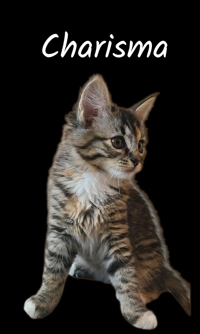 A baby small-sized female Torbie Domestic Medium Hair cat named Charisma for adoption in Auburn, CA