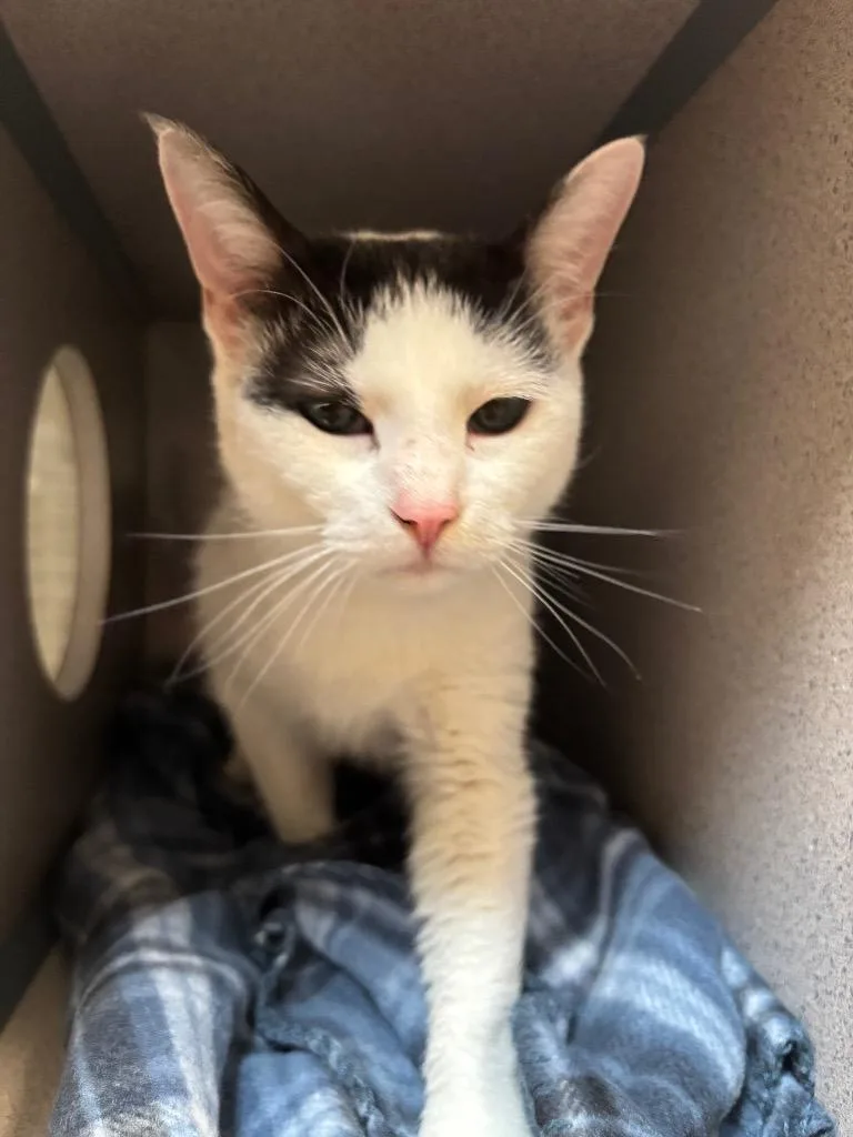 A young large-sized female Domestic Short Hair cat named Lola for adoption in Liverpool, NY