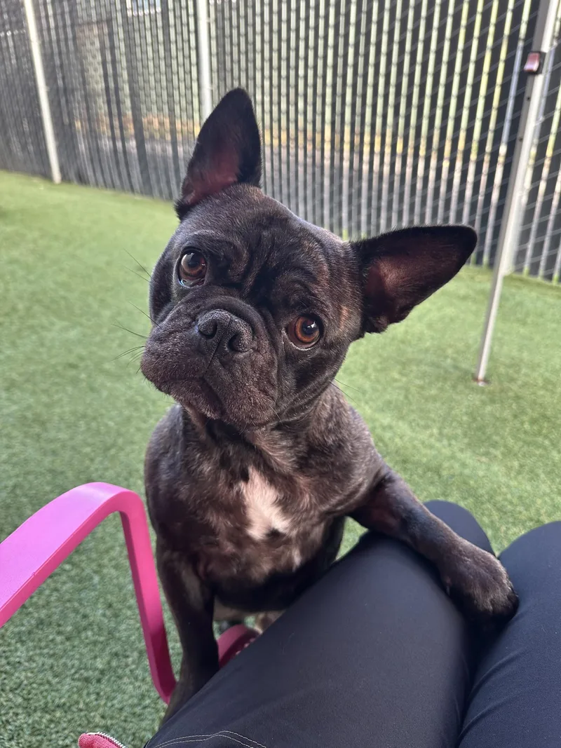An adult medium-sized male French Bulldog dog named Lucky for adoption in Seattle, WA