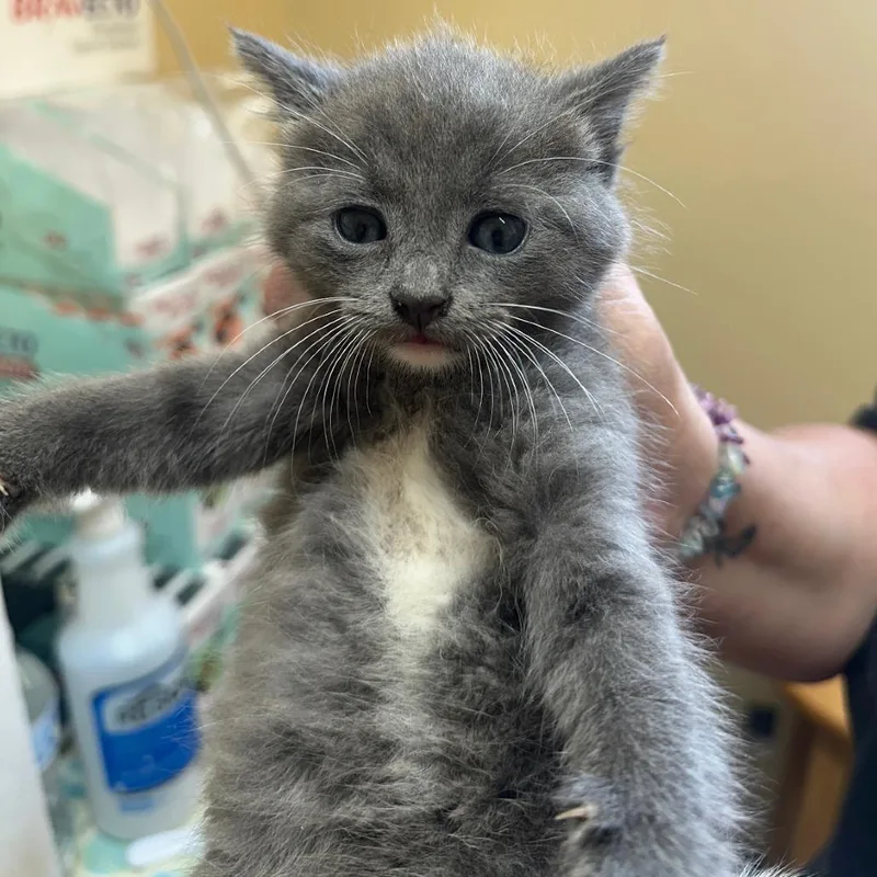 A baby small-sized male Gray / Blue / Silver Domestic Short Hair cat named Steel for adoption in Corinth, MS