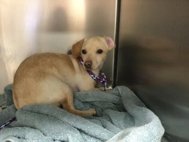 A young small-sized female Chihuahua dog named Chica for adoption in Riverside, CA