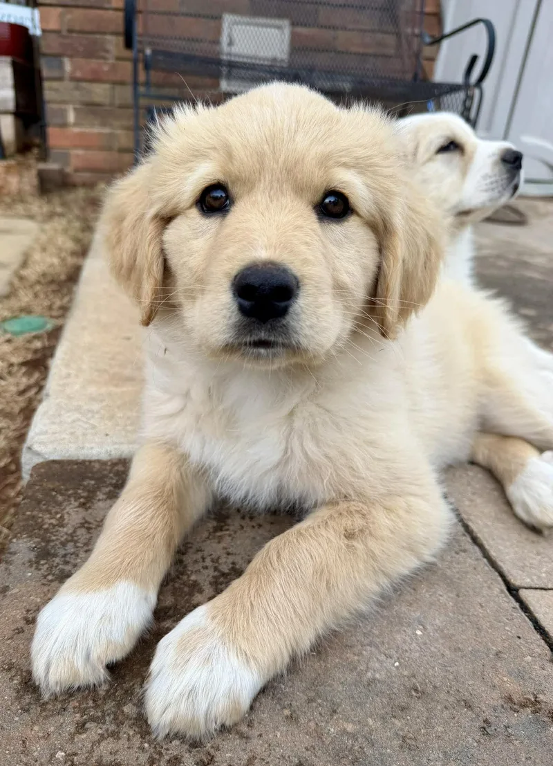 Santorini thumbnail 4