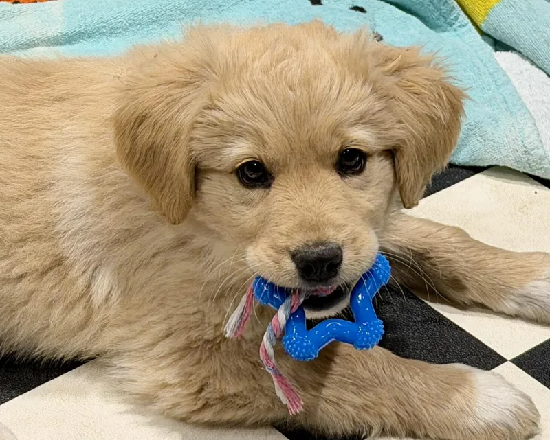 Santorini thumbnail 5