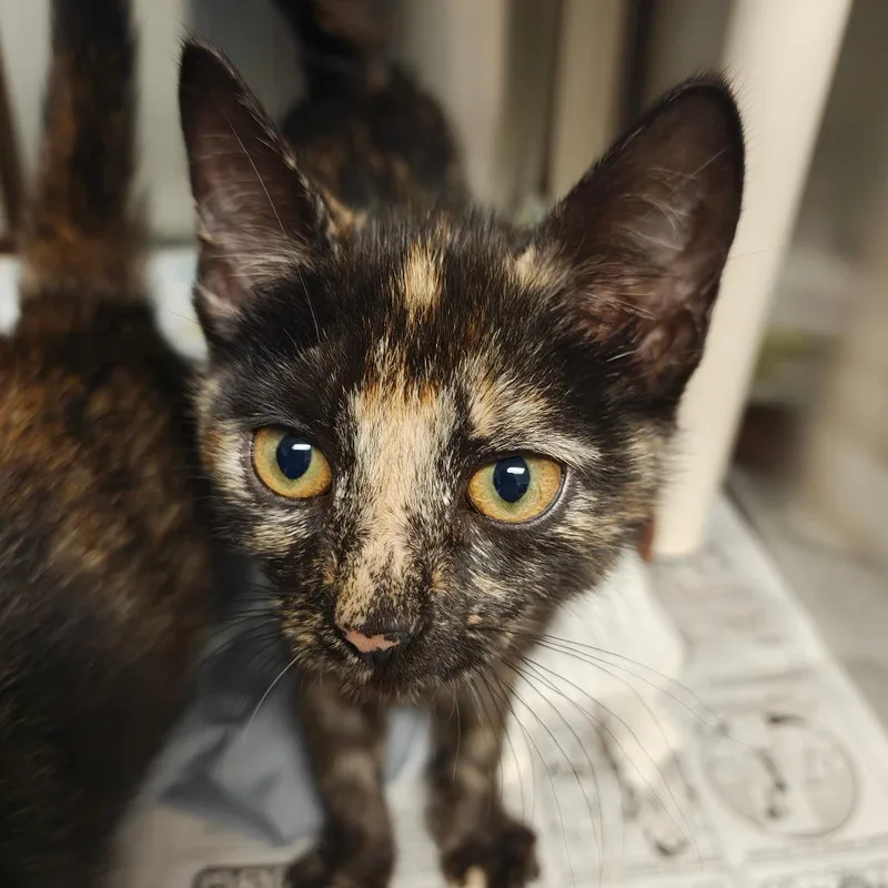 A baby small-sized female Tortoiseshell Domestic Short Hair cat named Mochi for adoption in Hendersonville, NC