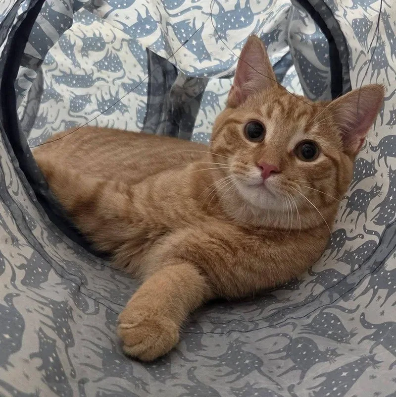 A young medium-sized male Tabby (Orange / Red) Domestic Short Hair cat named Spatula for adoption in Chilton, WI