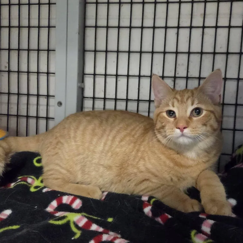 Spatula thumbnail 2