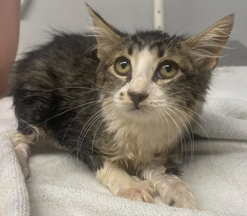 A baby large-sized male Domestic Medium Hair cat named Kyle for adoption in Lockhart, TX