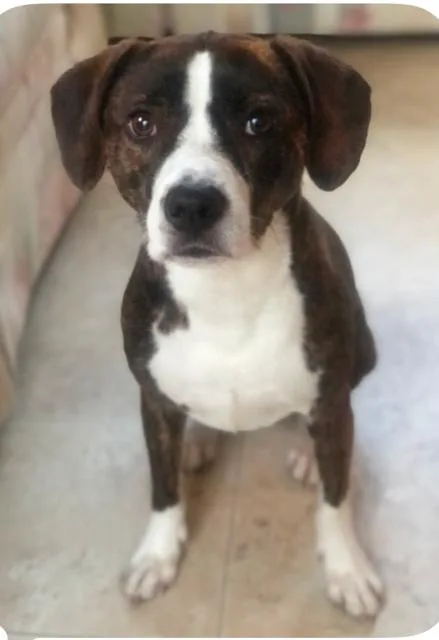 An adult small-sized female Beagle dog named Beanie Baby for adoption in Port Elizabeth, NJ