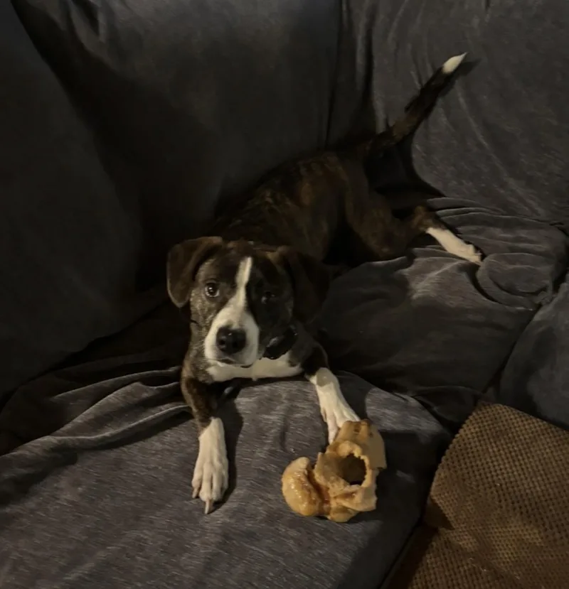 Beanie Baby thumbnail 2
