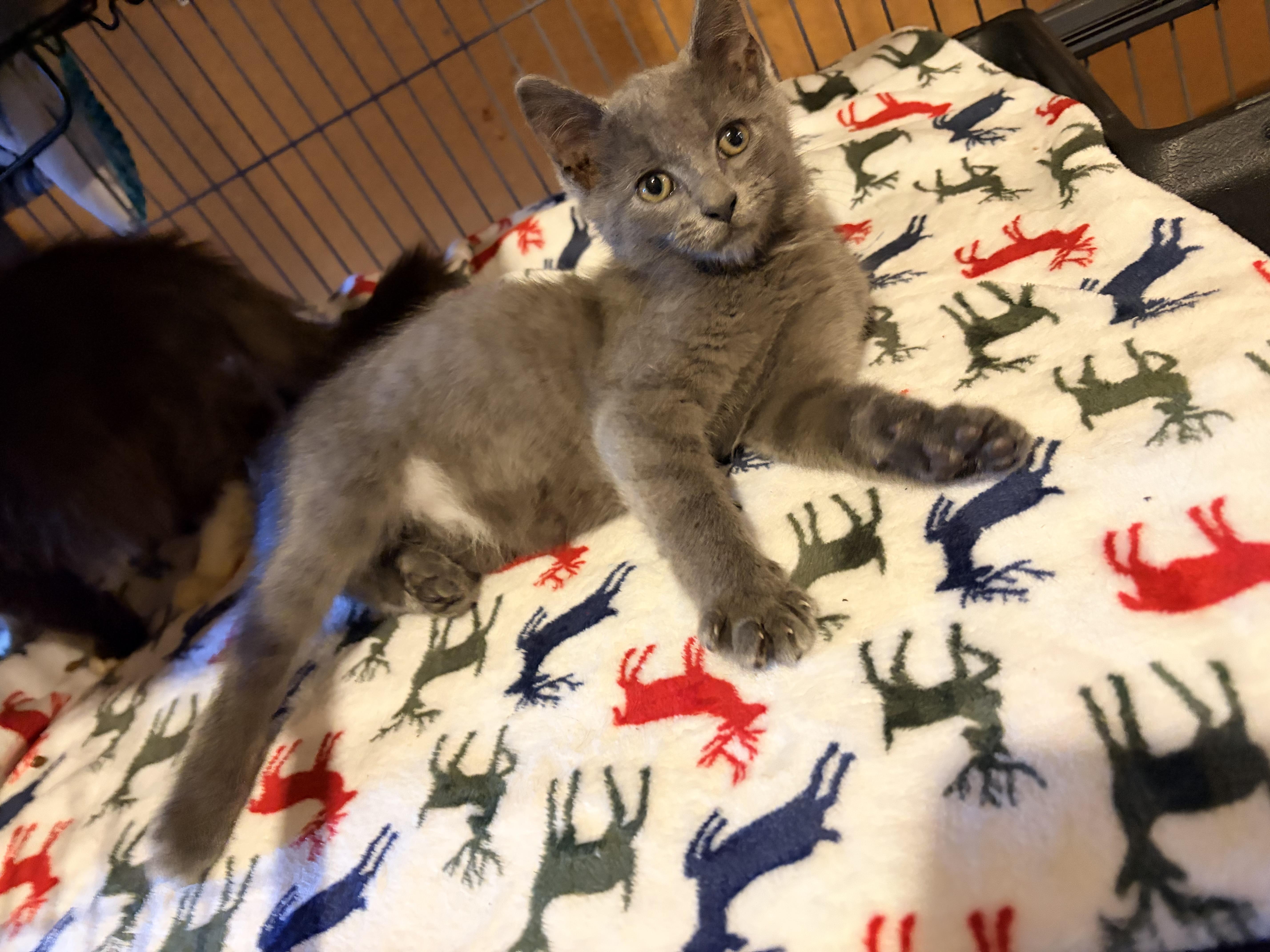 A baby medium-sized male Gray / Blue / Silver Domestic Short Hair cat named Elvis Purrsley for adoption in Greensboro, NC
