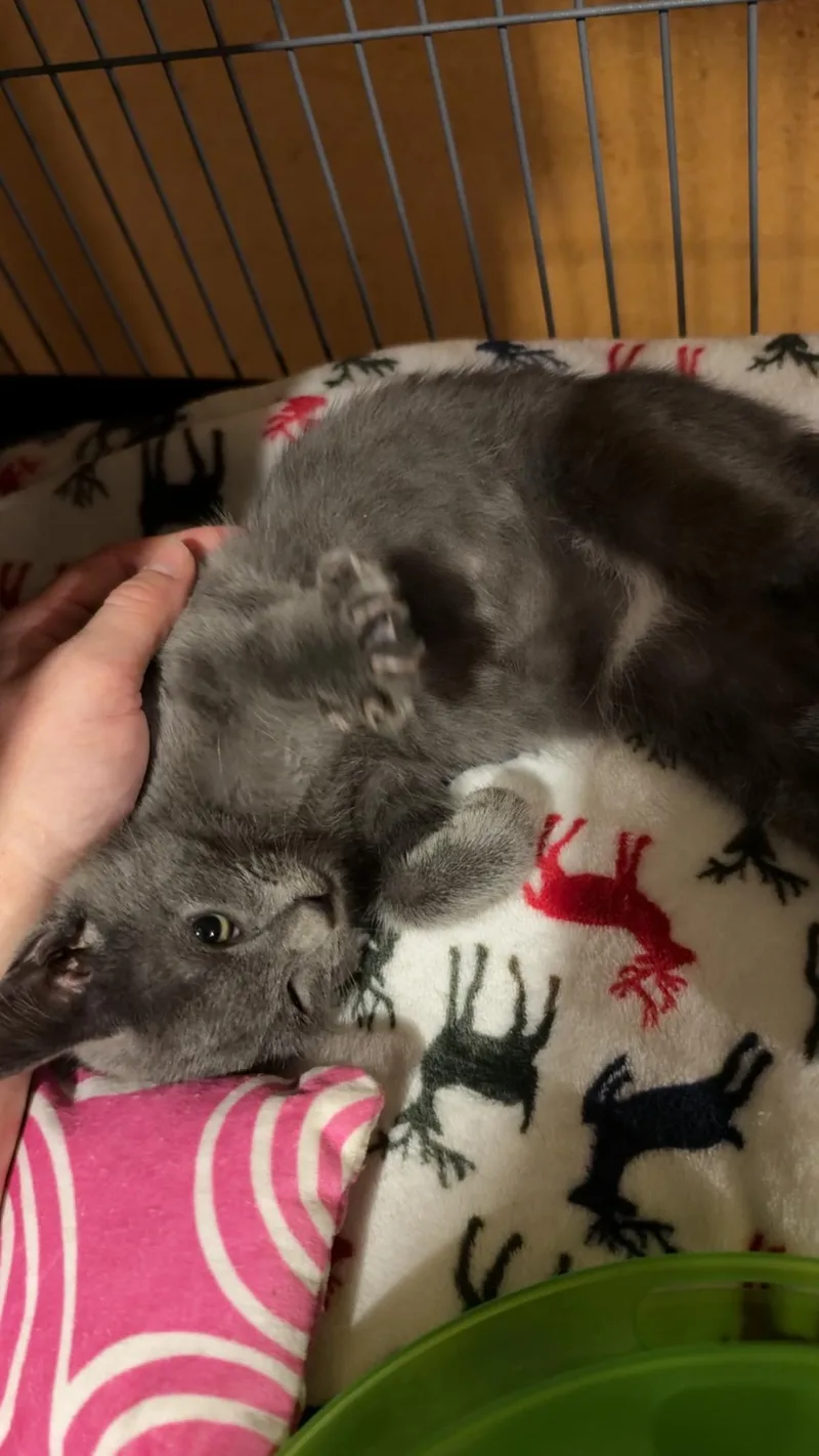 Elvis Purrsley thumbnail 2