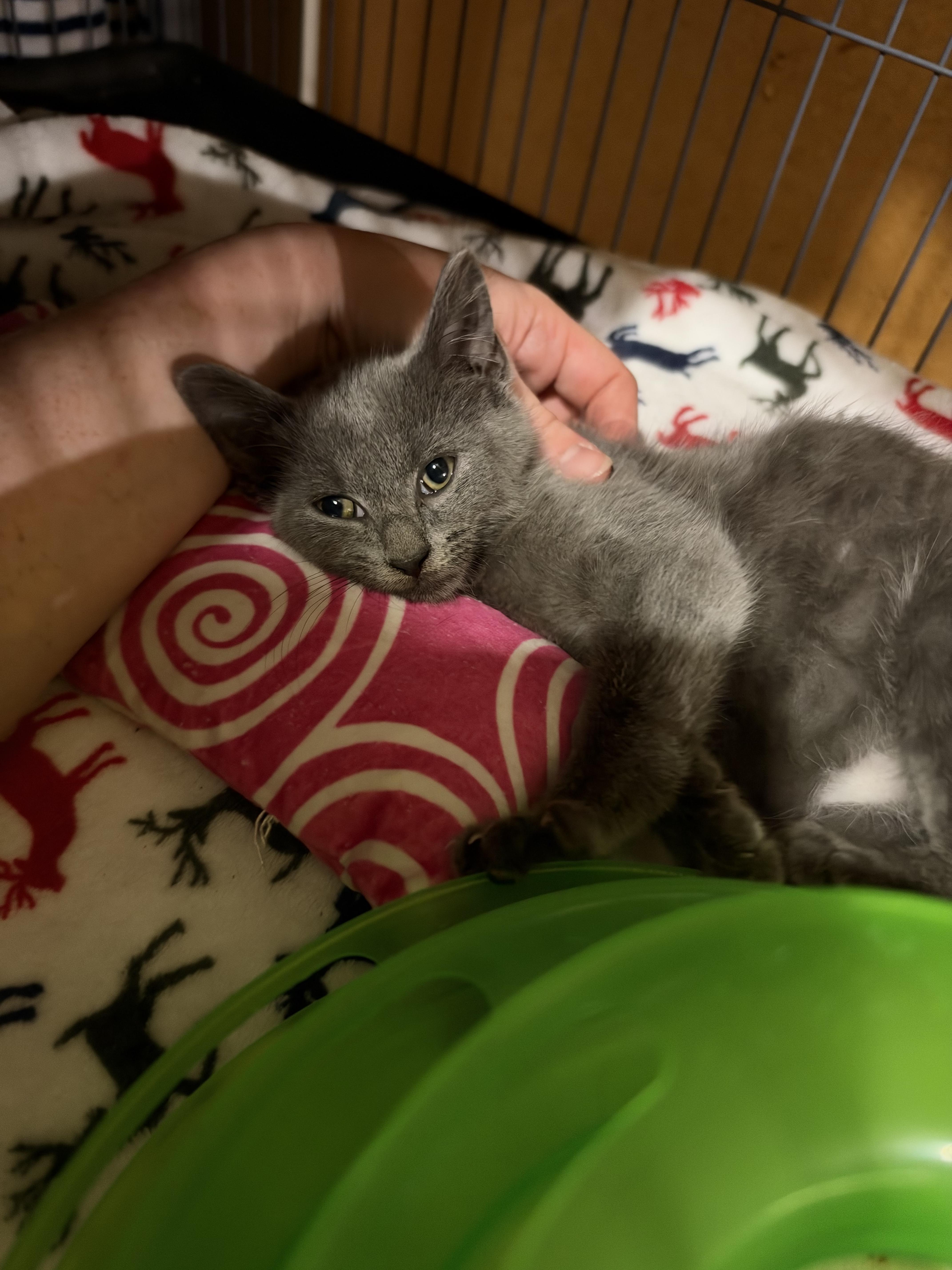 Elvis Purrsley thumbnail 3