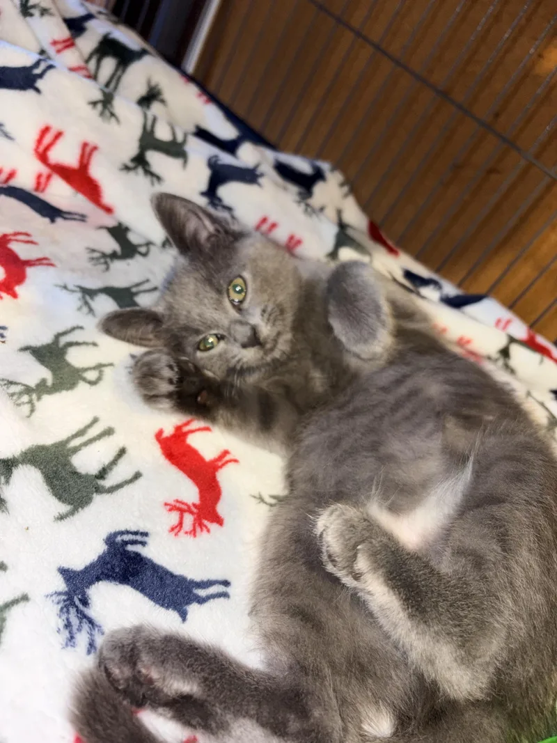 Elvis Purrsley thumbnail 4