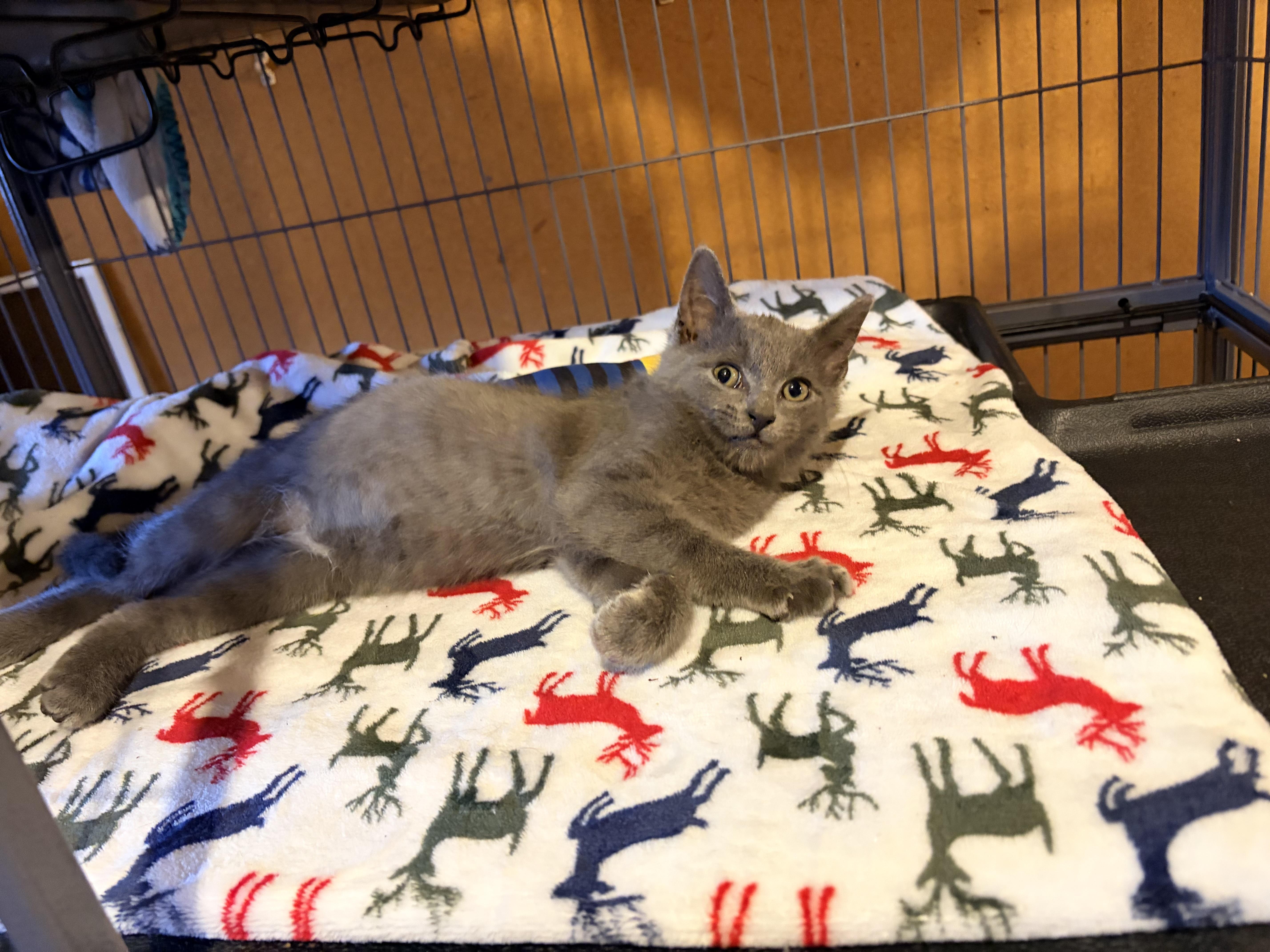 Elvis Purrsley thumbnail 5