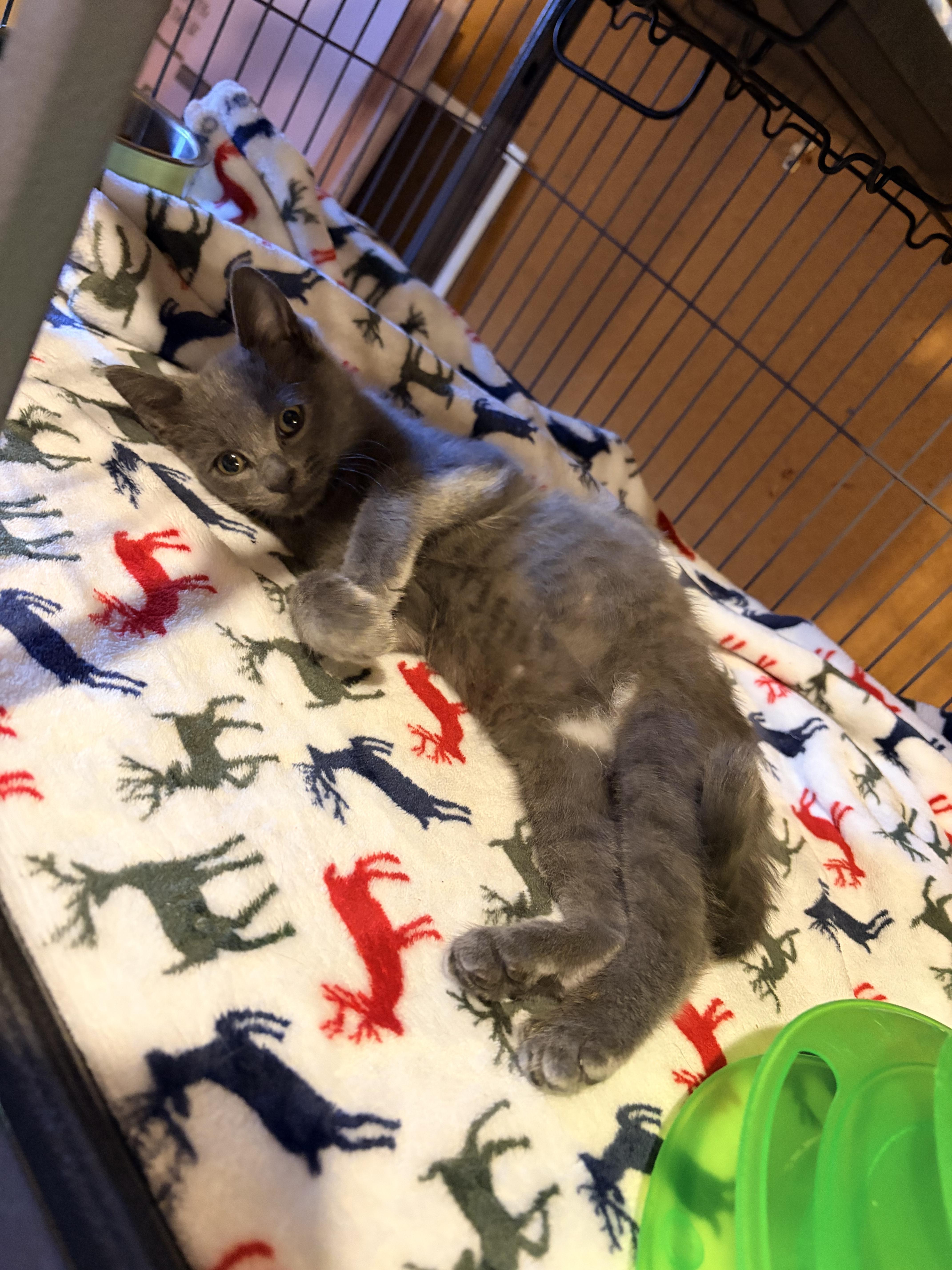 Elvis Purrsley thumbnail 6