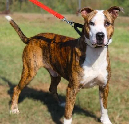 An adult medium-sized male Terrier dog named Pup Pup for adoption in Conway, AR