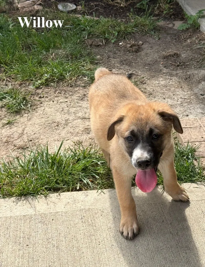 A baby large-sized female Shepherd dog named Willow for adoption in Celina, OH