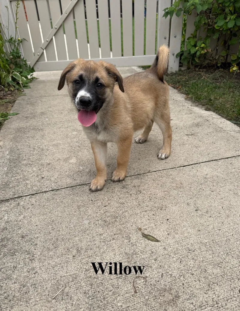 Willow thumbnail 4