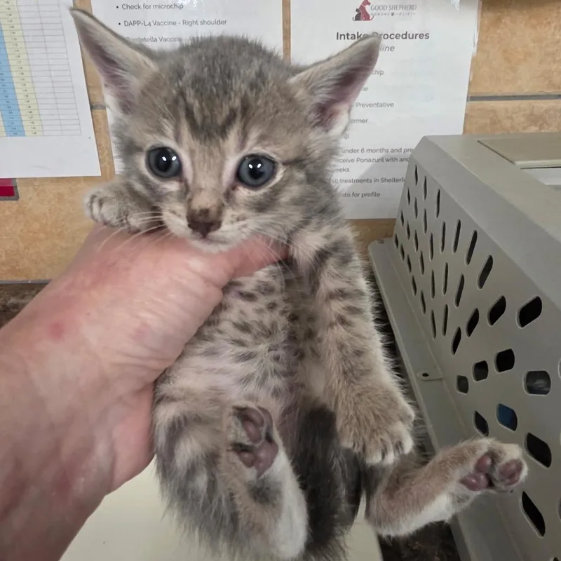 A baby small-sized female Gray / Blue / Silver Domestic Short Hair cat named Venusaur for adoption in Eureka Springs, AR