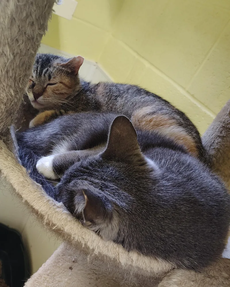 A young large-sized male Domestic Short Hair cat named Rayo for adoption in Englewood, NJ
