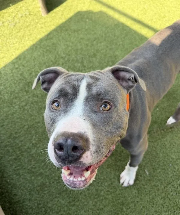 An adult large-sized male Pit Bull Terrier dog named Biscuit for adoption in Canton, GA