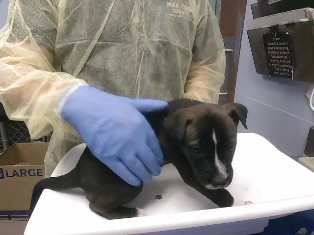 A baby large-sized male Labrador Retriever dog named Joe for adoption in Phoenix, AZ