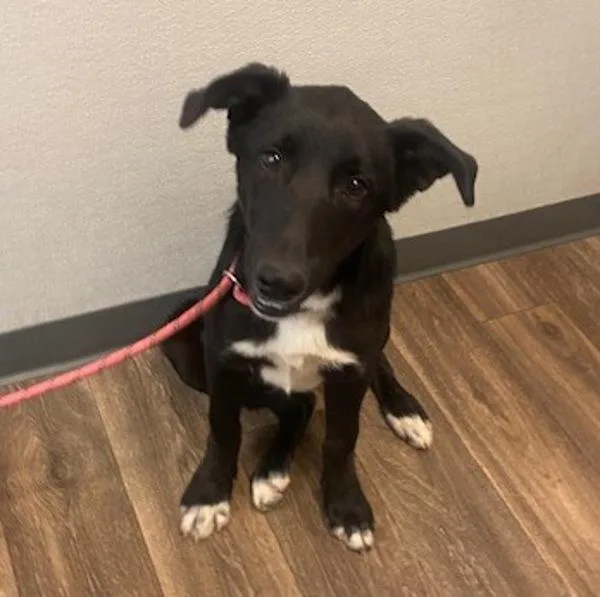 A young medium-sized male Labrador Retriever dog named Dango for adoption in San Diego, CA