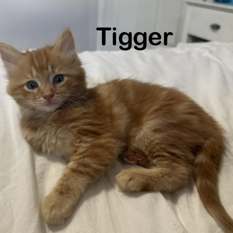 Tigger thumbnail 2
