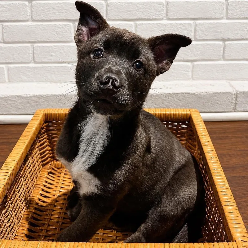 A baby medium-sized female Husky dog named Ciara for adoption in Collingswood, NJ
