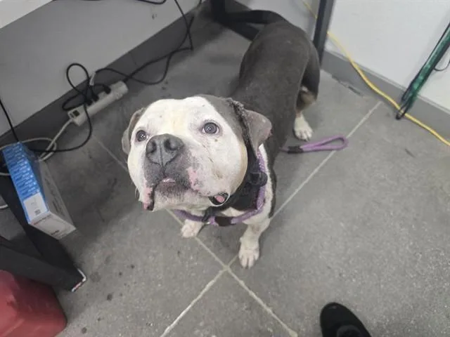 An adult large-sized male American Bulldog dog named Ghost for adoption in Mesa, AZ