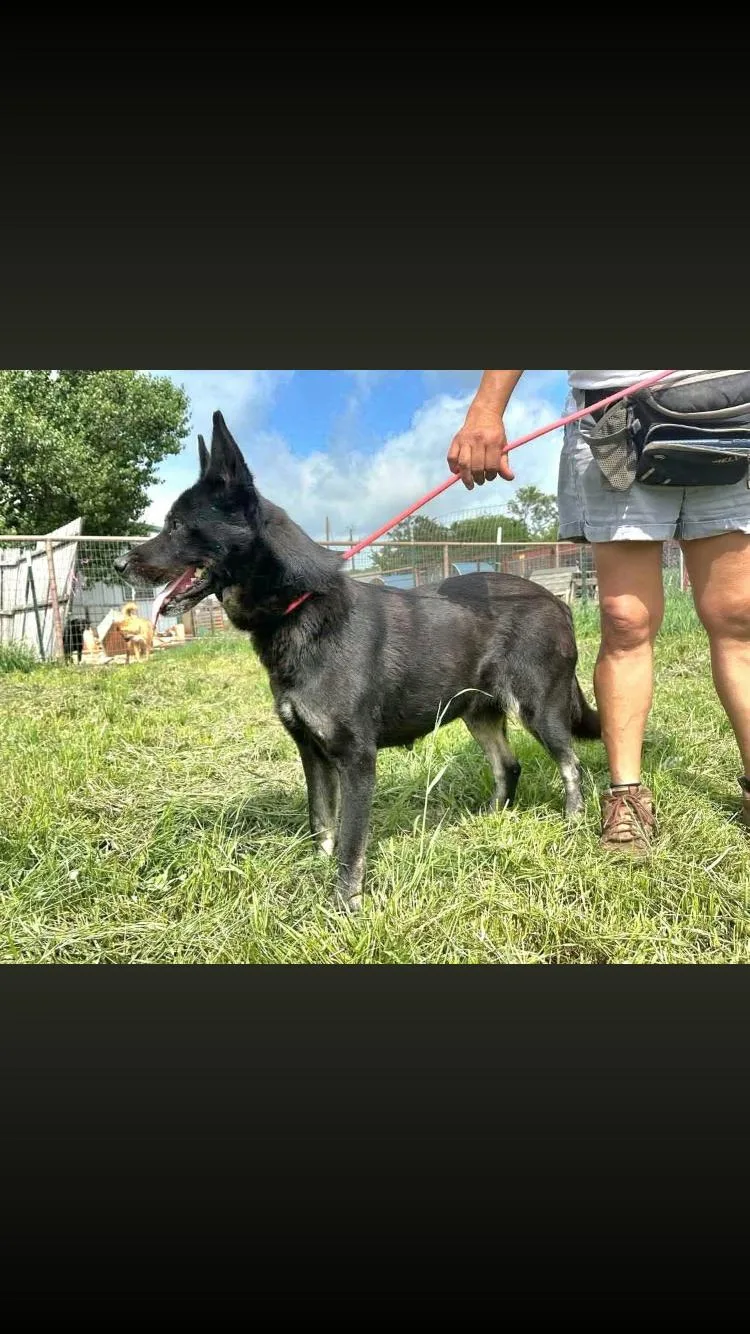 An adult large-sized female German Shepherd Dog dog named Tundra for adoption in Paradise, TX