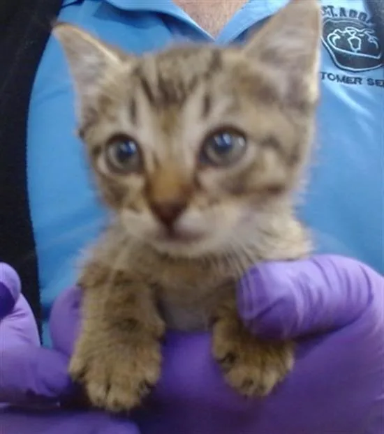 A baby small-sized male Domestic Short Hair cat named Gueko for adoption in Miami, FL