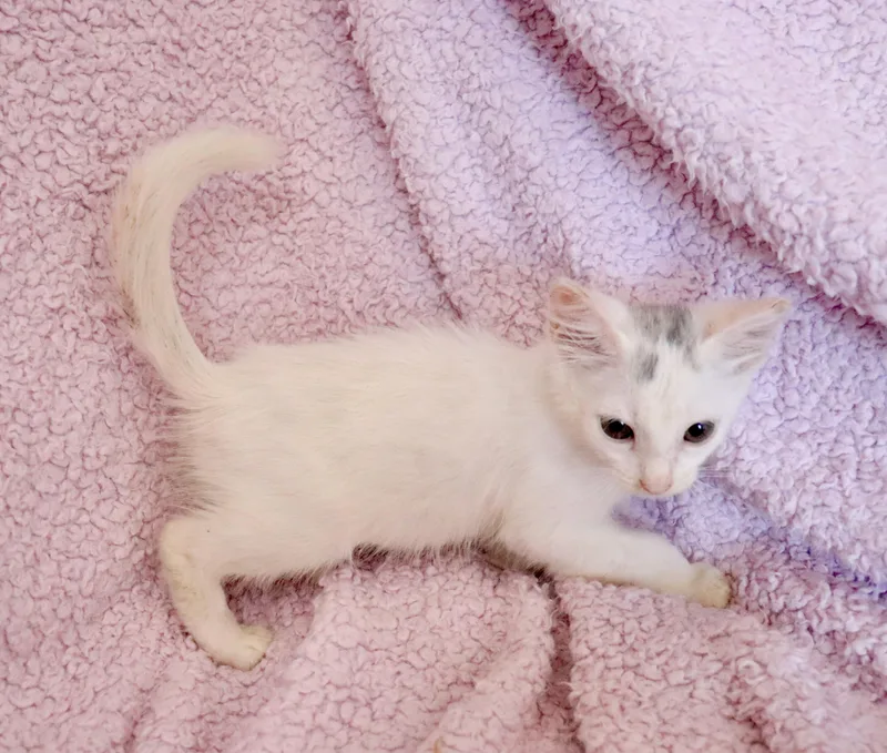 A baby medium-sized female White Turkish Van cat named Vanessa for adoption in Saint Augustine, FL