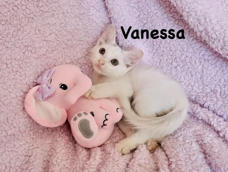 Vanessa thumbnail 2