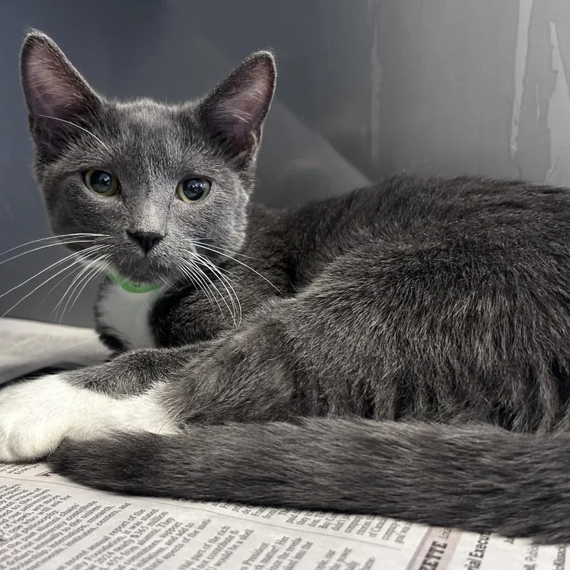 An adult medium-sized male Domestic Short Hair cat named Salt for adoption in Fort Wayne, IN