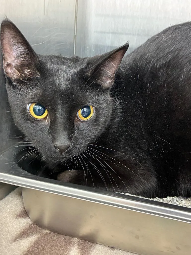 A young medium-sized female Domestic Short Hair cat named Blue Bird for adoption in Hartsville, SC