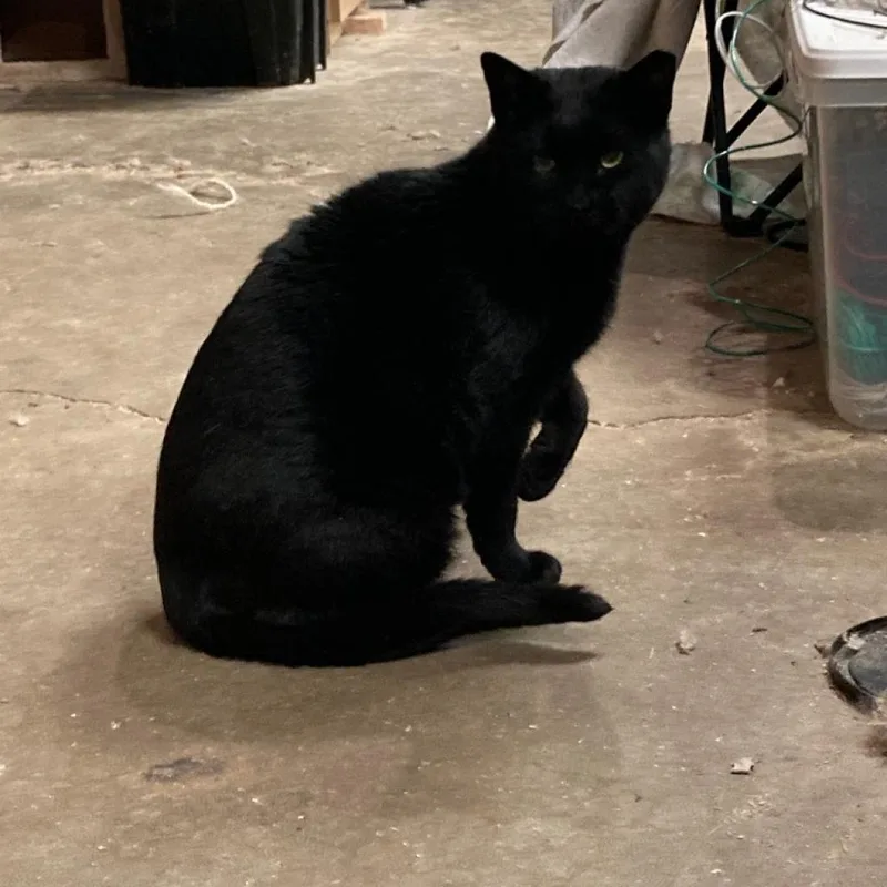 A senior small-sized male Domestic Short Hair cat named Boo for adoption in Bountiful, UT