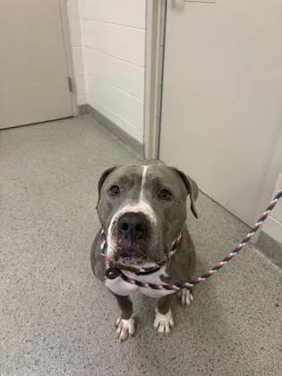 An adult large-sized male Pit Bull Terrier dog named Deuce for adoption in Fishers, IN
