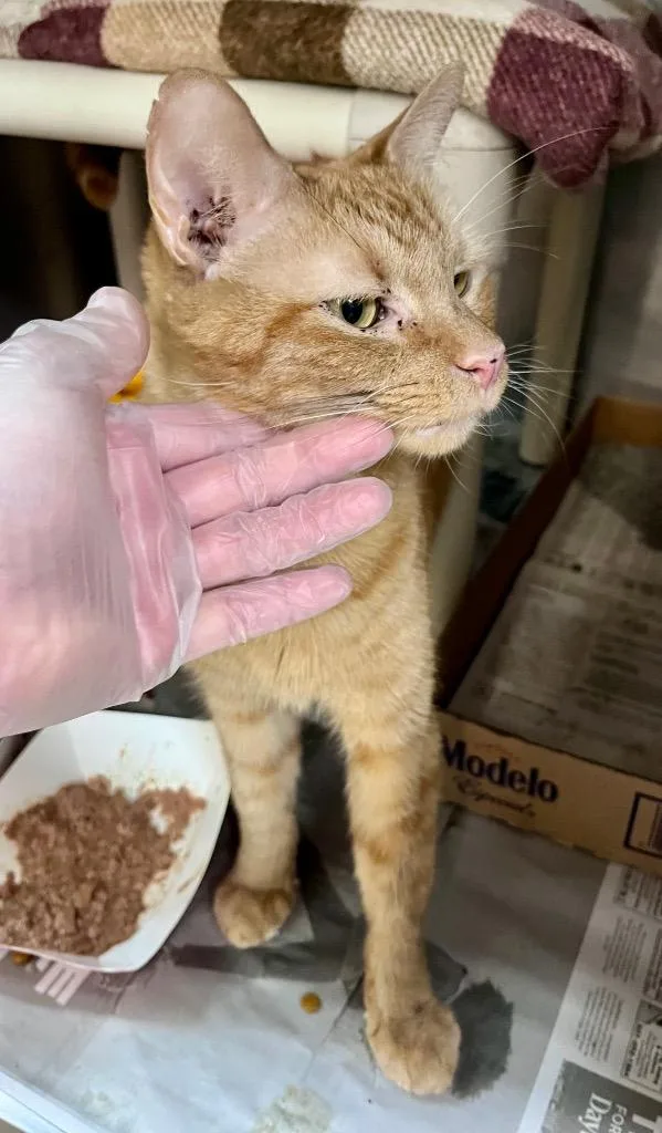 An adult medium-sized male Domestic Short Hair cat named Cello for adoption in Cincinnati, OH