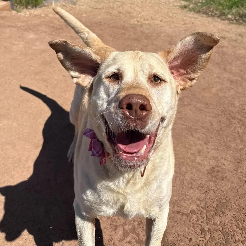 An adult medium-sized female Yellow / Tan / Blond / Fawn Yellow Labrador Retriever dog named Mady for adoption in Nampa, ID