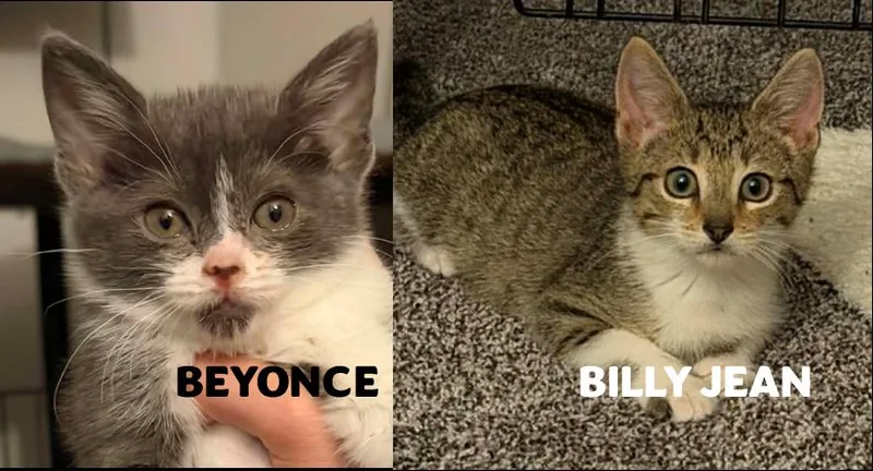 A baby medium-sized female Gray & White Domestic Short Hair cat named Beyonce & Billy Jean for adoption in Cape May Court House, NJ