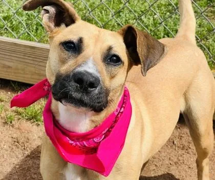 A young medium-sized female Black Mouth Cur dog named Dolly Madison $ for adoption in Seneca, SC