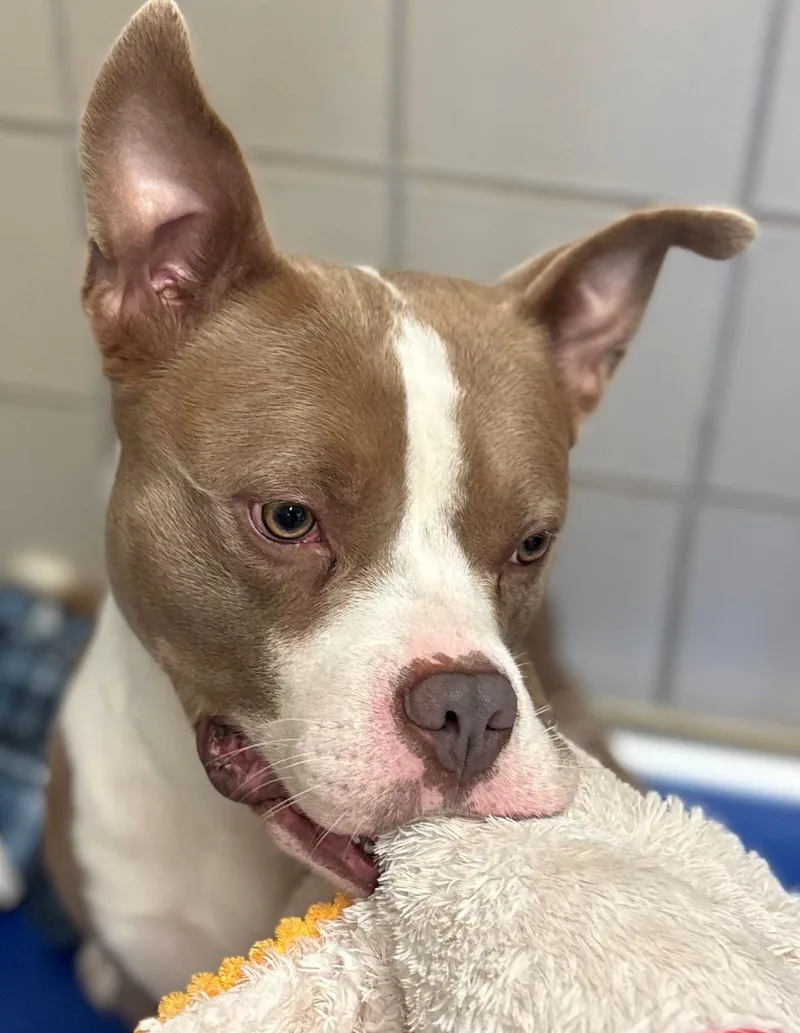An adult medium-sized male Pit Bull Terrier dog named Block for adoption in Iowa City, IA