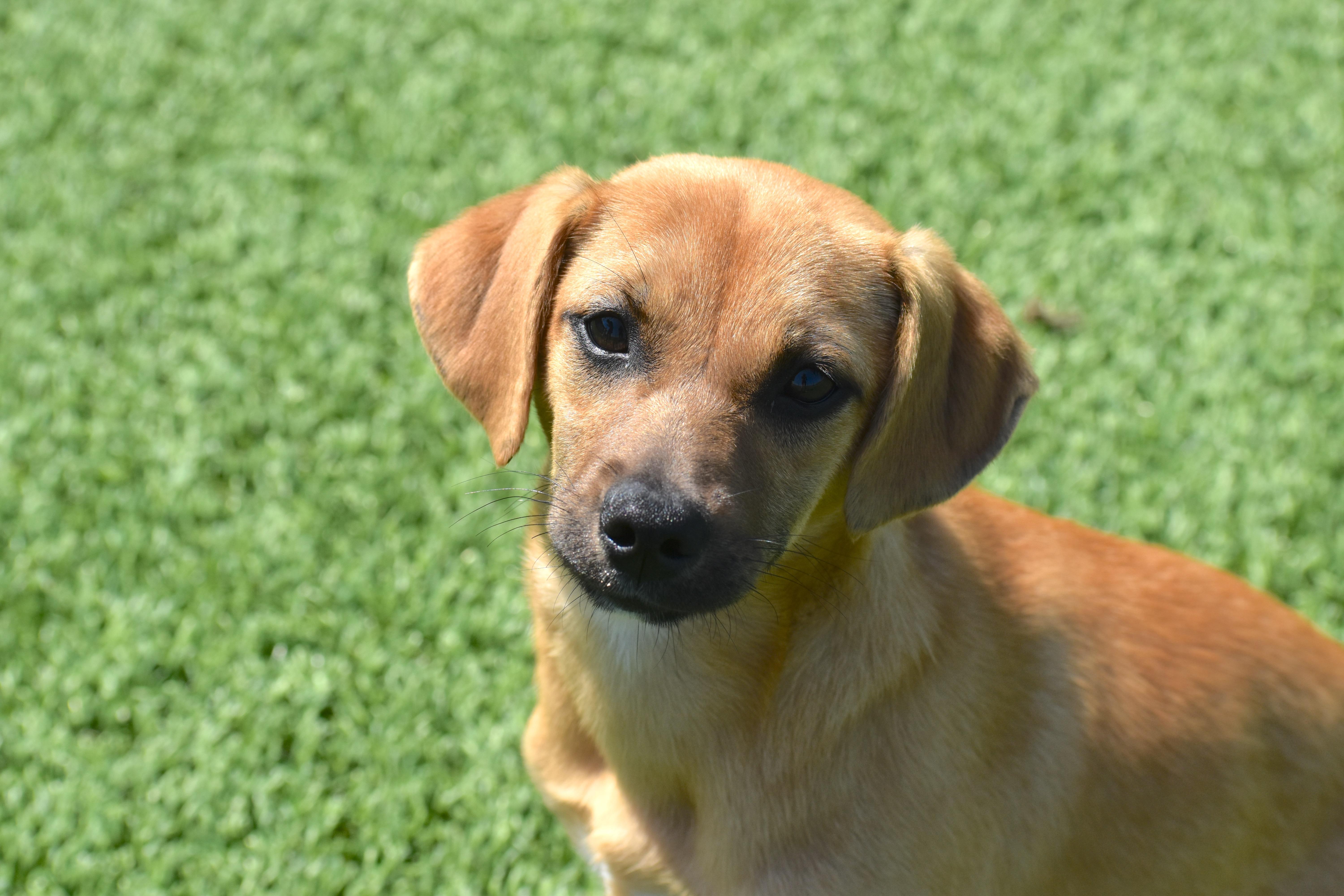 A baby small-sized female Terrier dog named Dipsy for adoption in Auburn, NE