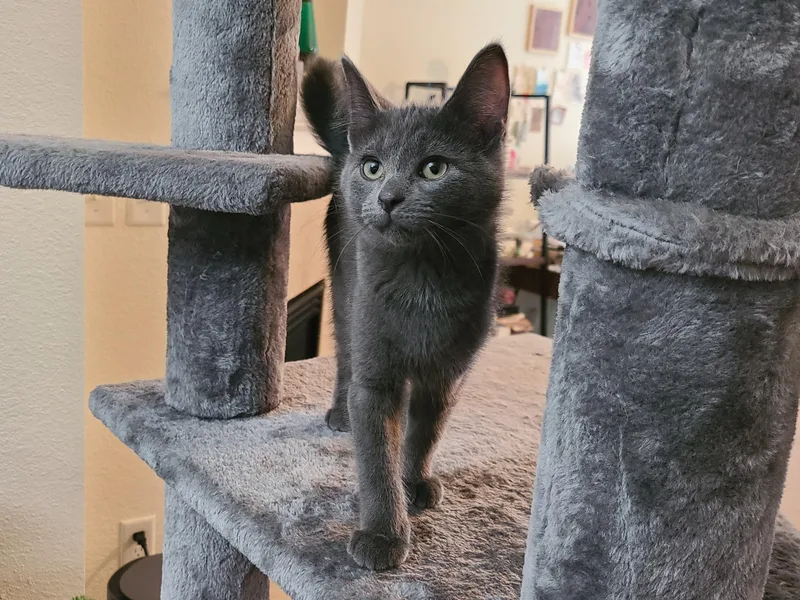 A baby small-sized male Gray / Blue / Silver Domestic Short Hair cat named Hocus Pocus for adoption in Milwaukee, WI
