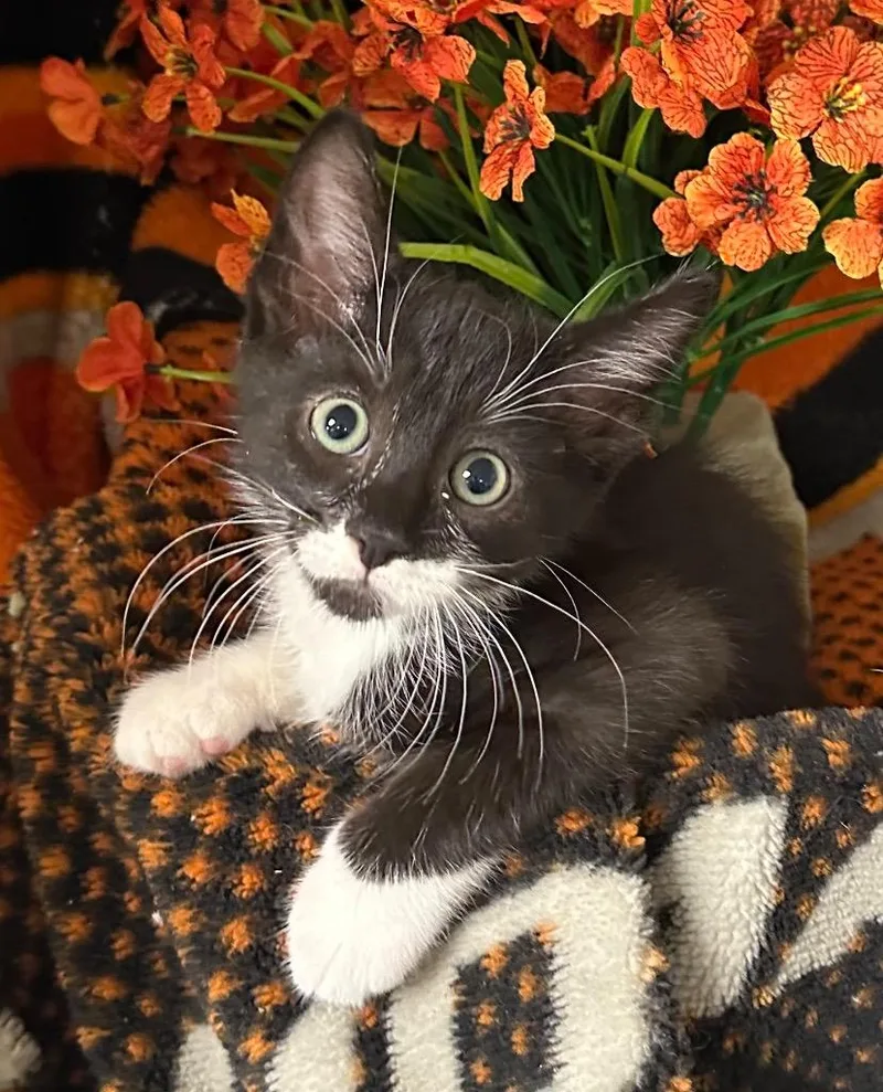 A baby small-sized male Domestic Short Hair cat named Bill for adoption in Stillwater, OK