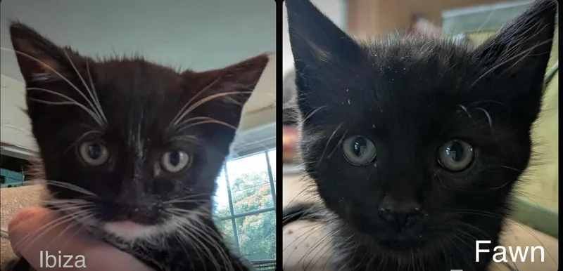 Mykonos  Capri  thumbnail 2